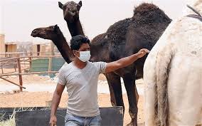 Camels_MERS