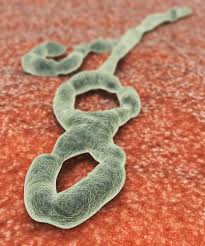 Ebola2