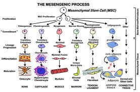 MSC