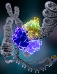 T_cell