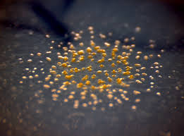 bacteria