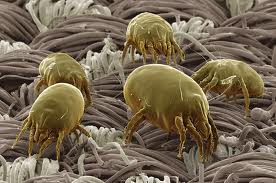 house.dust.mites