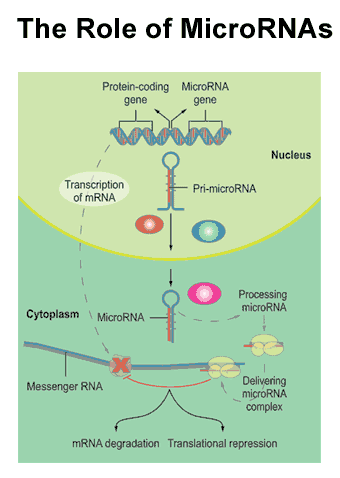 microrna