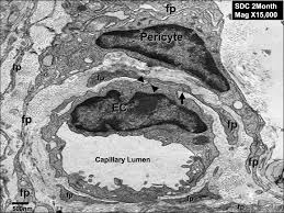 pericytes